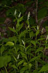 Seneca snakeroot